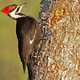 Dick Daniels/Wikimedia Commons and carolinabirds.org